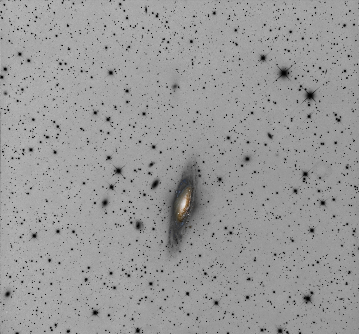 NGC7331 Peter Remmel@DSW  invers Kopie Kern frabig